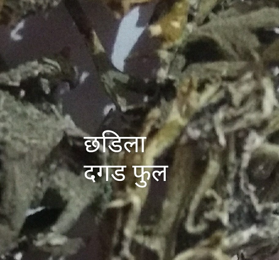 छडिला दगड फुल (algae)